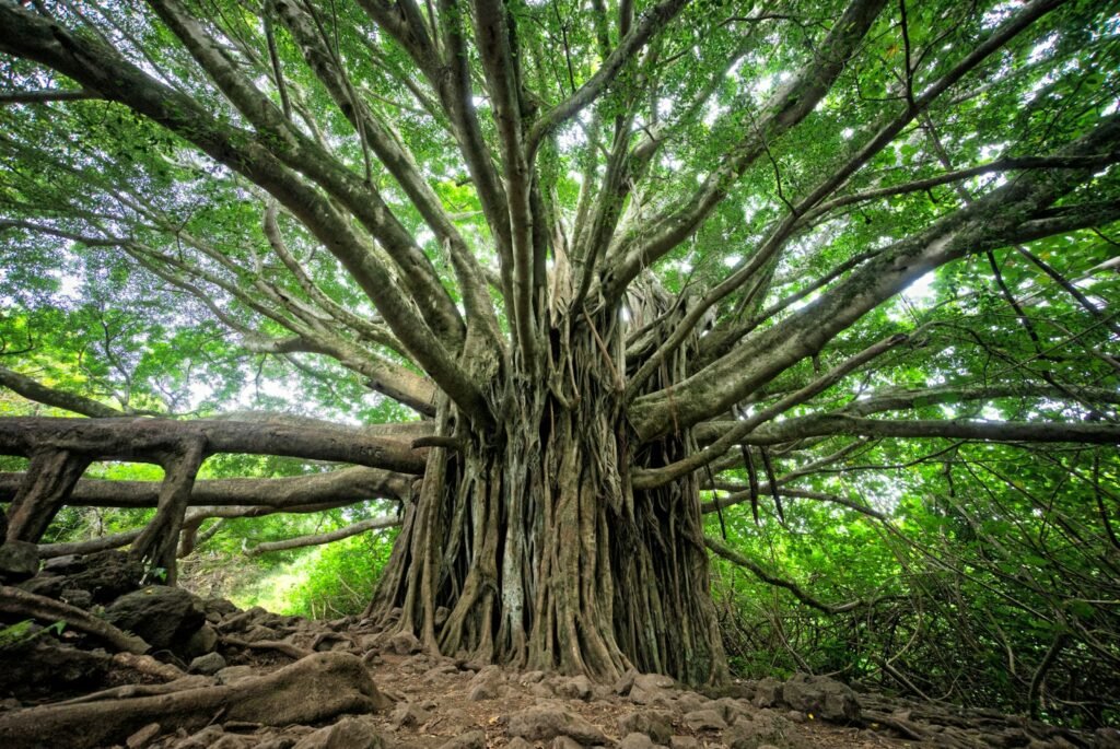 A vibrant tree growing upward with strong roots, symbolizing personal growth for performers.