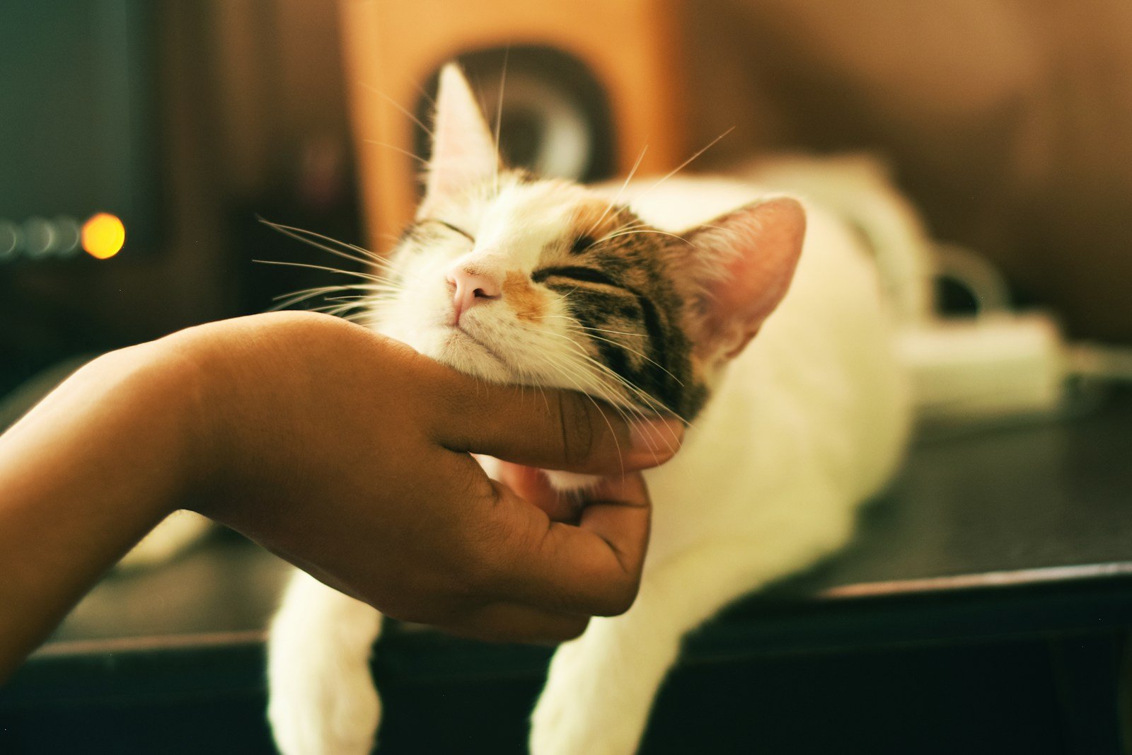 Cat enjoying chin scratch symbolizing actor self-development and emotional awareness