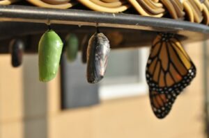Cocoons gradually transforming into butterflies on a branch, symbolizing transformation and Creative Growth for Performers
