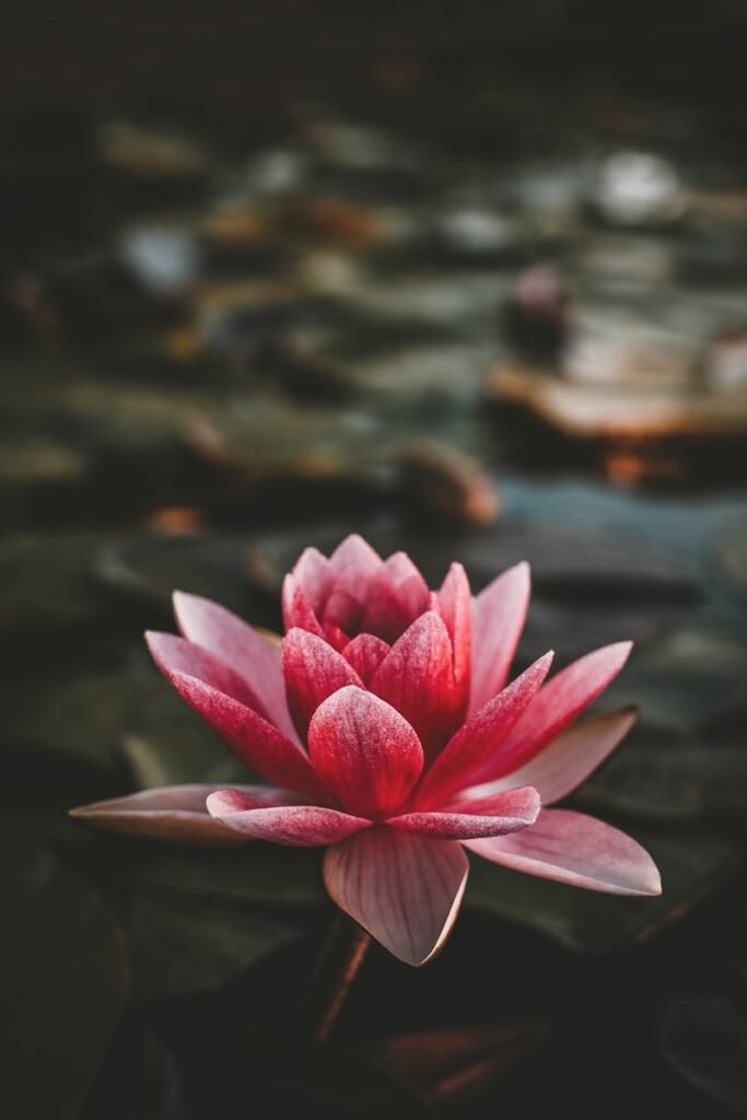 Lotus flower symbolizing the growth mindset for performers rising through challenges.

