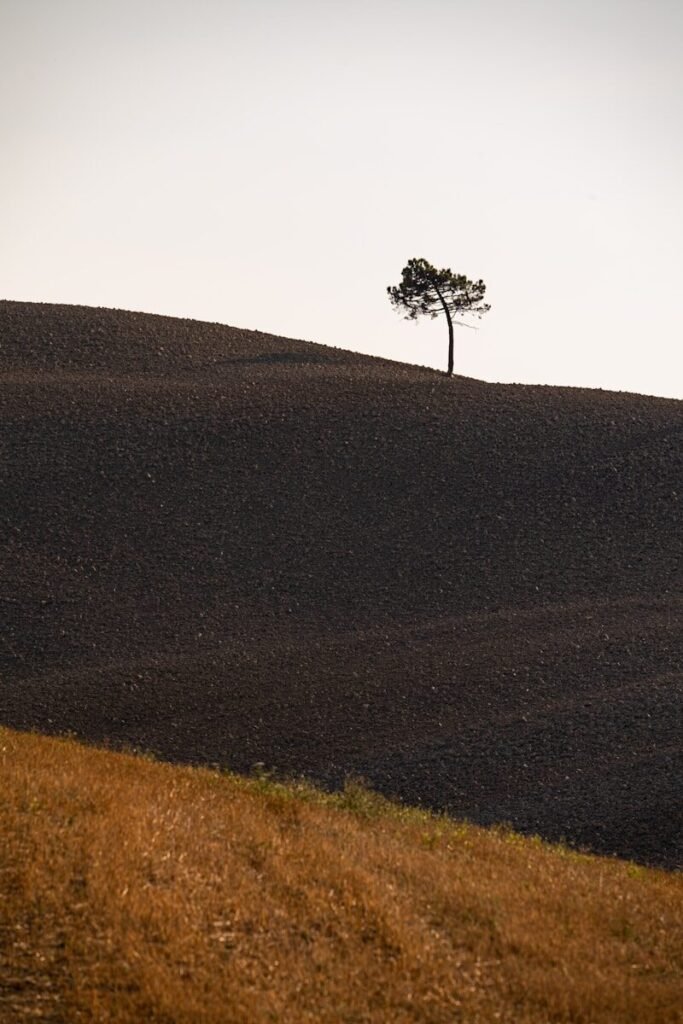 A lone tree in the distance under an open sky, symbolizing the peaceful setting of Starlight Gathering, a creative retreat for women.